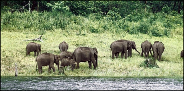 thekkady